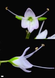 Veronica adamsii. Flowers. Scale = 1 mm.
 Image: P.J. Garnock-Jones © P.J. Garnock-Jones CC-BY-NC 3.0 NZ